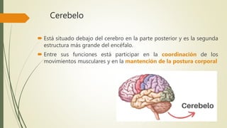 Cerebelo
 Está situado debajo del cerebro en la parte posterior y es la segunda
estructura más grande del encéfalo.
 Entre sus funciones está participar en la coordinación de los
movimientos musculares y en la mantención de la postura corporal
 