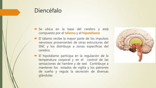 Diencéfalo
 Se ubica en la base del cerebro y está
compuesto por el tálamo y el hipotálamo
 El tálamo recibe la mayor parte de los impulsos
nerviosos provenientes de otras estructuras del
SNC y los distribuye a zonas específicas del
cerebro.
 El hipotálamo participa en la regulación de la
temperatura corporal y en el control de las
sensaciones de hambre y de sed. Contribuye a
mantener los estados de vigilia y los patrones
de sueño y regula la secreción de diversas
glándulas
 