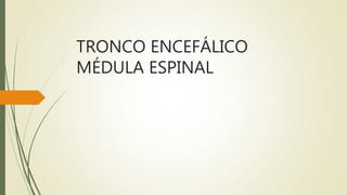 TRONCO ENCEFÁLICO
MÉDULA ESPINAL
 