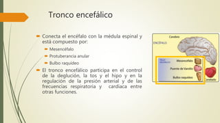 Tronco encefálico
 Conecta el encéfalo con la médula espinal y
está compuesto por:
 Mesencéfalo
 Protuberancia anular
 Bulbo raquídeo
 El tronco encefálico participa en el control
de la deglución, la tos y el hipo y en la
regulación de la presión arterial y de las
frecuencias respiratoria y cardíaca entre
otras funciones.
 
