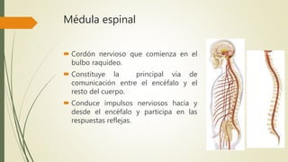 Médula espinal
 Cordón nervioso que comienza en el
bulbo raquídeo.
 Constituye la principal vía de
comunicación entre el encéfalo y el
resto del cuerpo.
 Conduce impulsos nerviosos hacia y
desde el encéfalo y participa en las
respuestas reflejas.
 