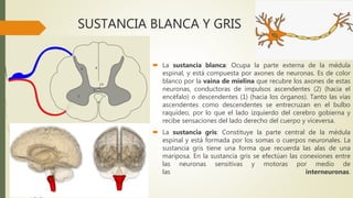 SUSTANCIA BLANCA Y GRIS
 La sustancia blanca: Ocupa la parte externa de la médula
espinal, y está compuesta por axones de neuronas. Es de color
blanco por la vaina de mielina que recubre los axones de estas
neuronas, conductoras de impulsos ascendentes (2) (hacia el
encéfalo) o descendentes (1) (hacia los órganos). Tanto las vías
ascendentes como descendentes se entrecruzan en el bulbo
raquídeo, por lo que el lado izquierdo del cerebro gobierna y
recibe sensaciones del lado derecho del cuerpo y viceversa.
 La sustancia gris: Constituye la parte central de la médula
espinal y está formada por los somas o cuerpos neuronales. La
sustancia gris tiene una forma que recuerda las alas de una
mariposa. En la sustancia gris se efectúan las conexiones entre
las neuronas sensitivas y motoras por medio de
las interneuronas.
 