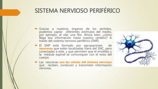 SISTEMA NERVIOSO PERIFÉRICO
 Gracias a nuestros órganos de los sentidos,
podemos captar diferentes estímulos del medio,
por ejemplo, al oler una flor. Ahora bien, ¿cómo
llega esa información hasta nuestro cerebro? A
través del sistema nervioso periférico (SNP).
 El SNP está formado por agrupaciones de
neuronas que están localizadas fuera del SNC, pero
conectadas a este, y que permiten que el encéfalo y
la médula espinal se comuniquen con el resto del
cuerpo.
 Las neuronas son las células del sistema nervioso
que reciben, conducen y transmiten información
nerviosa.
 