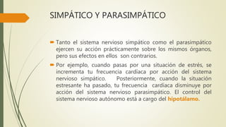 SIMPÁTICO Y PARASIMPÁTICO
 Tanto el sistema nervioso simpático como el parasimpático
ejercen su acción prácticamente sobre los mismos órganos,
pero sus efectos en ellos son contrarios.
 Por ejemplo, cuando pasas por una situación de estrés, se
incrementa tu frecuencia cardíaca por acción del sistema
nervioso simpático. Posteriormente, cuando la situación
estresante ha pasado, tu frecuencia cardíaca disminuye por
acción del sistema nervioso parasimpático. El control del
sistema nervioso autónomo está a cargo del hipotálamo.
 