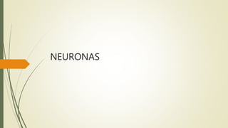 NEURONAS
 