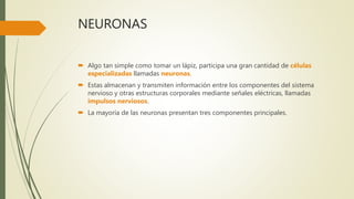 NEURONAS
 Algo tan simple como tomar un lápiz, participa una gran cantidad de células
especializadas llamadas neuronas.
 Estas almacenan y transmiten información entre los componentes del sistema
nervioso y otras estructuras corporales mediante señales eléctricas, llamadas
impulsos nerviosos.
 La mayoría de las neuronas presentan tres componentes principales.
 