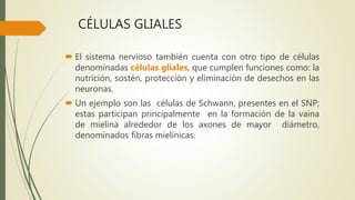 CÉLULAS GLIALES
 El sistema nervioso también cuenta con otro tipo de células
denominadas células gliales, que cumplen funciones como: la
nutrición, sostén, protección y eliminación de desechos en las
neuronas.
 Un ejemplo son las células de Schwann, presentes en el SNP;
estas participan principalmente en la formación de la vaina
de mielina alrededor de los axones de mayor diámetro,
denominados fibras mielínicas.
 