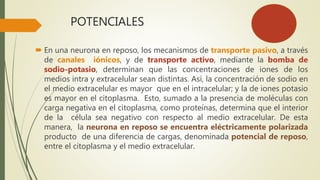 POTENCIALES
 En una neurona en reposo, los mecanismos de transporte pasivo, a través
de canales iónicos, y de transporte activo, mediante la bomba de
sodio-potasio, determinan que las concentraciones de iones de los
medios intra y extracelular sean distintas. Así, la concentración de sodio en
el medio extracelular es mayor que en el intracelular; y la de iones potasio
es mayor en el citoplasma. Esto, sumado a la presencia de moléculas con
carga negativa en el citoplasma, como proteínas, determina que el interior
de la célula sea negativo con respecto al medio extracelular. De esta
manera, la neurona en reposo se encuentra eléctricamente polarizada
producto de una diferencia de cargas, denominada potencial de reposo,
entre el citoplasma y el medio extracelular.
 