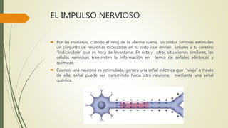 EL IMPULSO NERVIOSO
 Por las mañanas, cuando el reloj de la alarma suena, las ondas sonoras estimulan
un conjunto de neuronas localizadas en tu oído que envían señales a tu cerebro
“indicándole” que es hora de levantarse. En esta y otras situaciones similares, las
células nerviosas transmiten la información en forma de señales eléctricas y
químicas.
 Cuando una neurona es estimulada, genera una señal eléctrica que “viaja” a través
de ella, señal puede ser transmitida hacia otra neurona, mediante una señal
química.
 