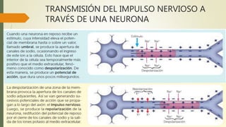 TRANSMISIÓN DEL IMPULSO NERVIOSO A
TRAVÉS DE UNA NEURONA
 