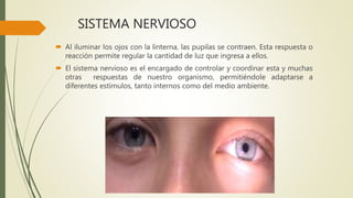 SISTEMA NERVIOSO
 Al iluminar los ojos con la linterna, las pupilas se contraen. Esta respuesta o
reacción permite regular la cantidad de luz que ingresa a ellos.
 El sistema nervioso es el encargado de controlar y coordinar esta y muchas
otras respuestas de nuestro organismo, permitiéndole adaptarse a
diferentes estímulos, tanto internos como del medio ambiente.
 