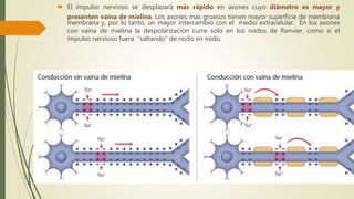  El impulso nervioso se desplazará más rápido en axones cuyo diámetro es mayor y
presenten vaina de mielina. Los axones más gruesos tienen mayor superficie de membrana
membrana y, por lo tanto, un mayor intercambio con el medio extracelular. En los axones
con vaina de mielina la despolarización curre solo en los nodos de Ranvier, como si el
impulso nervioso fuera “saltando” de nodo en nodo.
 