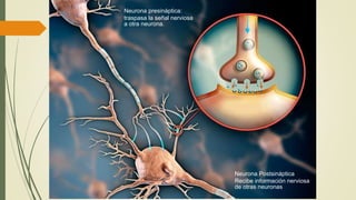 Neurona presináptica:
traspasa la señal nerviosa
a otra neurona.
Neurona Postsináptica
Recibe información nerviosa
de otras neuronas
 
