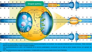 • Cuando el impulso llega a la terminal axónica de la neurona presináptica, se movilizan las vesículas sinápticas hacia la membrana. Estas vesículas
liberan neurotransmisores hacia el espacio sináptico.
• Los neurotransmisores se unen a los receptores de la neurona postsináptica, provocando que en esta se abran canales iónicos, por ejemplo, de
sodio.
• Los neurotransmisores luego son degradados y recapturados por la neurona desde donde fueron liberados.
 