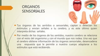 ORGANOS
SENSORIALES
 Tus órganos de los sentidos o sensoriales, captan o detectan los
estímulos y envían señales a tu cerebro, y es este último quien
interpreta dichas señales.
 Por medio de los órganos de los sentidos, nuestro cerebro se relaciona
con el resto del organismo y con el mundo que nos rodea. Una vez que
el cerebro obtiene información de los órganos sensoriales, desencadena
una respuesta que le permite a nuestro cuerpo adaptarse a los
estímulos que está recibiendo.
 