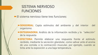SISTEMA NERVIOSO
FUNCIONES
El sistema nervioso tiene tres funciones:
SENSORIAL: Capta estímulos del ambiente y del interior del
organismo.
INTEGRADORA: Análisis de la información recibida y la “selección”
de la respuesta
EFECTORA: Permite elaborar una respuesta frente al estímulo
recibido, mediante la secreción glandular, como salivar ante el aroma
de una comida; o la contracción muscular, por ejemplo, cuando se
tirita ante la exposición a una baja temperatura.
 