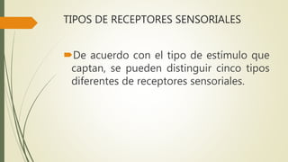 TIPOS DE RECEPTORES SENSORIALES
De acuerdo con el tipo de estímulo que
captan, se pueden distinguir cinco tipos
diferentes de receptores sensoriales.
 