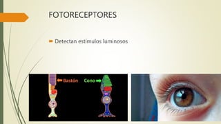 FOTORECEPTORES
 Detectan estímulos luminosos
 