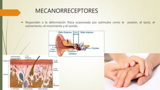 MECANORRECEPTORES
 Responden a la deformación física ocasionada por estímulos como la presión, el tacto, el
estiramiento, el movimiento y el sonido.
 