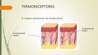 TERMORECEPTORES
 Captan variaciones de temperatura.
Corpúsculo de
Ruffini
Corpúsculo de
Krause
 