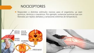 NOCICEPTORES
 Responden a distintos estímulos nocivos para el organismo, ya sean
químicos, térmicos o mecánicos. Por ejemplo, sustancias químicas que son
liberadas por tejidos dañados y variaciones extremas de temperatura.
 