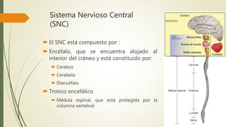 Sistema Nervioso Central
(SNC)
 El SNC está compuesto por :
 Encéfalo, que se encuentra alojado al
interior del cráneo y está constituido por:
 Cerebro
 Cerebelo
 Diencéfalo
 Tronco encefálico
 Médula espinal, que está protegida por la
columna vertebral
 