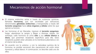 Mecanismos de acción hormonal
 El sistema endocrino actúa a través de sustancias químicas,
llamadas hormonas, que son secretadas por estructuras
denominadas glándulas endocrinas y transportadas a través del
torrente sanguíneo hacia otros órganos y células sobre los que
ejercen su función.
 Las hormonas al ser liberadas, ingresan al torrente sanguíneo;
luego, abandonan la sangre y llegan a distintas células. Sin
embargo, cada hormona se unirá solo a sus células blanco o
diana, que presentan receptores específicos para ella. Estos
receptores pueden estar ubicados en la membrana plasmática o en
el interior de la célula.
 De acuerdo con lo anterior, y con la naturaleza química de la
hormona, es posible reconocer dos mecanismos de unión entre
hormona y célula blanco. A continuación, se describe cada uno de
ellos.
 