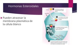Hormonas Esteroidales
 Pueden atravesar la
membrana plasmática de
la célula blanco
 