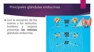 Principales glándulas endocrinas
 Con la excepción de los
ovarios y los testículos,
hombres y mujeres
presentan las mismas
glándulas endocrinas.
 
