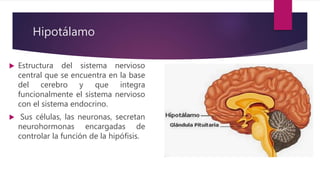 Hipotálamo
 Estructura del sistema nervioso
central que se encuentra en la base
del cerebro y que integra
funcionalmente el sistema nervioso
con el sistema endocrino.
 Sus células, las neuronas, secretan
neurohormonas encargadas de
controlar la función de la hipófisis.
 