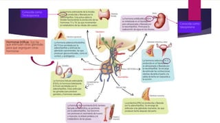 Hormonas tróficas: Son las
que estimulan otras glándulas
para que segreguen otras
hormonas
Conocida como
Vasopresina
Conocida como
Tirotroponina
 