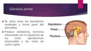Glándula pineal
 Se ubica entre los hemisferios
cerebrales y forma parte del
diencéfalo.
 Produce melatonina, hormona
relacionada con la regulación de
los ciclos reproductivos
estacionales y los ciclos de
sueño-vigilia.
 