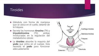 Tiroides
 Glándula con forma de mariposa
que se ubica en el cuello, delante de
la tráquea.
 Secreta las hormonas tiroxina (T4) y
triyodotironina (T3), ambas
involucradas en la regulación del
metabolismo celular.
 La tiroides absorbe la mayoría del
yodo que entra en el cuerpo. Esta
necesita el yodo para funcionar
adecuadamente
 