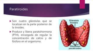 Paratiroides
 Son cuatro glándulas que se
localizan en la parte posterior de
la tiroides.
 Produce y libera paratohormona
(PTH), encargada de regular la
concentración de calcio y de
fósforo en el organismo.
 