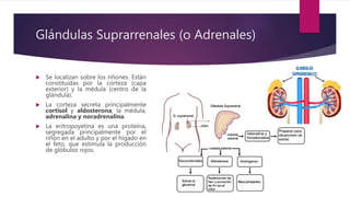 Glándulas Suprarrenales (o Adrenales)
 Se localizan sobre los riñones. Están
constituidas por la corteza (capa
exterior) y la médula (centro de la
glándula).
 La corteza secreta principalmente
cortisol y aldosterona; la médula,
adrenalina y noradrenalina.
 La eritropoyetina es una proteína,
segregada principalmente por el
riñón en el adulto y por el hígado en
el feto, que estimula la producción
de glóbulos rojos.
 