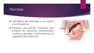 Páncreas
 Está detrás del estómago y se conecta
con el duodeno.
 Presenta una porción endocrina que
produce las hormonas somatostatina,
insulina y glucagón, involucradas en la
regulación de la glicemia.
 