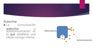Autocrina:
 La comunicación
autocrina o
autocomunicación es
la que establece una
célula consigo misma.
 