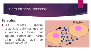 Comunicación Hormonal
Paracrina:
 Las células liberan
sustancias químicas que se
extienden a través del
líquido extracelular hasta
otras células que se
encuentran cerca.
 