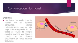Endocrina:
 Las hormonas endocrinas se
liberan en el torrente
sanguíneo, donde
potencialmente pueden dar
lugar a una respuesta en casi
todas las células del cuerpo;
pueden moverse por todo el
cuerpo en el sistema
circulatorio en unos cuantos
segundos.
Comunicación Hormonal
 