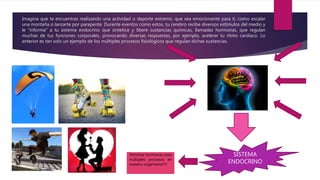 Imagina que te encuentras realizando una actividad o deporte extremo, que sea emocionante para ti, como escalar
una montaña o lanzarte por parapente. Durante eventos como estos, tu cerebro recibe diversos estímulos del medio y
le “informa” a tu sistema endocrino que sintetice y libere sustancias químicas, llamadas hormonas, que regulan
muchas de tus funciones corporales, provocando diversas respuestas, por ejemplo, acelerar tu ritmo cardíaco. Lo
anterior es tan solo un ejemplo de los múltiples procesos fisiológicos que regulan dichas sustancias.
SISTEMA
ENDOCRINO
Sintetiza hormonas para
múltiples procesos en
nuestro organismo!!!!
 