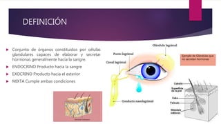 DEFINICIÓN
 Conjunto de órganos constituidos por células
glandulares capaces de elaborar y secretar
hormonas generalmente hacia la sangre.
 ENDOCRINO Producto hacia la sangre
 EXOCRINO Producto hacia el exterior
 MIXTA Cumple ambas condiciones
Ejemplo de Glándulas que
no secretan hormonas
 