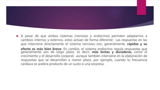  A pesar de que ambos sistemas (nervioso y endocrino) permiten adaptarnos a
cambios internos y externos, estos actúan de forma diferente: Las respuestas en las
que interviene directamente el sistema nervioso son, generalmente, rápidas y su
efecto es más bien breve. En cambio, el sistema endocrino regula respuestas que
generalmente son de largo plazo, es decir, más lentas y duraderas, como el
crecimiento y el desarrollo corporal; aunque también interviene en la elaboración de
respuestas que se desarrollan a menor plazo, por ejemplo, cuando tu frecuencia
cardíaca se acelera producto de un susto o una sorpresa.
 