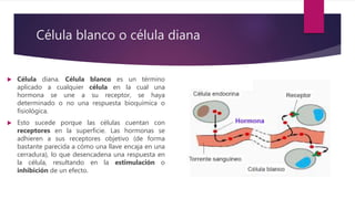 Célula blanco o célula diana
 Célula diana. Célula blanco es un término
aplicado a cualquier célula en la cual una
hormona se une a su receptor, se haya
determinado o no una respuesta bioquímica o
fisiológica.
 Esto sucede porque las células cuentan con
receptores en la superficie. Las hormonas se
adhieren a sus receptores objetivo (de forma
bastante parecida a cómo una llave encaja en una
cerradura), lo que desencadena una respuesta en
la célula, resultando en la estimulación o
inhibición de un efecto.
 