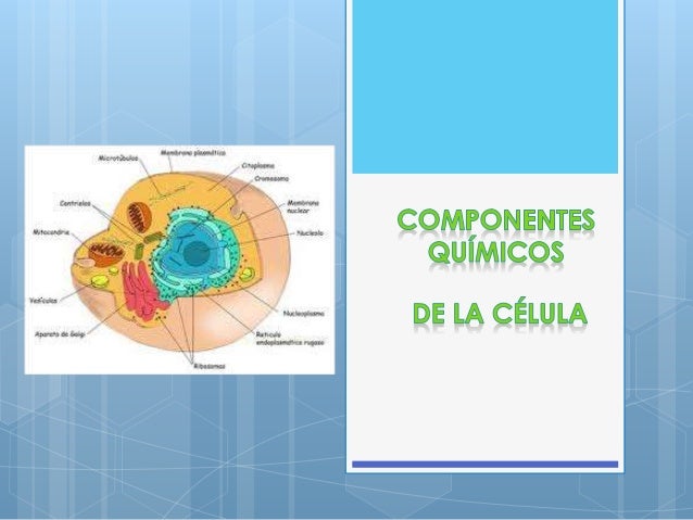 componentes quimicos de la celula