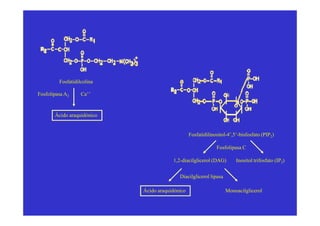 Fosfatidilcolina

Fosfolipasa A2     Ca++


       Ácido araquidónico


                                                 Fosfatidilinositol-4’,5’-bisfosfato (PIP2)

                                                              Fosfolipasa C

                                        1,2-diacilglicerol (DAG)        Inositol trifosfato (IP3)


                                           Diacilglicerol lipasa

                            Ácido araquidónico                     Monoacilglicerol
 