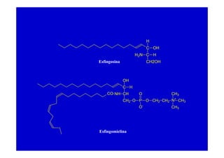 H
                          C OH
                    H 2N C H
Esfingosina               CH2OH



              OH
              C H
    CO NH CH         O            CH3
              CH2 O P O CH2 CH2 N+ CH3
                     O-           CH3




Esfingomielina
 