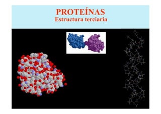 PROTEÍNAS
Estructura terciaria
 