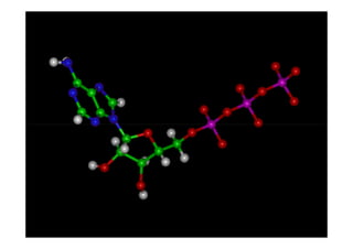 Los nucleótidos de Adenina son constituyentes de tres importantes
     co-enzimas: FAD, NAD y Co-A
     Los nucleótidos son reguladores metabólicos:
     - AMPc : Activador de proteína quinasa A
     - ATP: fosforilación de enzimas y proteínas




         NH2
                         O                   O            NH2           O
N                  N                   H3C
               N              NH                 NH          N              NH

NH
                   NH     N      NH2         NH    O      NH      O     NH      O
         N

    Adenina            Guanina          Timina         Citosina       Uracilo
 