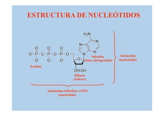 ESTRUCTURA DE NUCLEÓTIDOS




                                     Adenina           Adenosina
                                 (base nitrogenada)   (nucleósido)
Fosfato

                            Ribosa
                           (azúcar)


          Adenosina-trifosfato (ATP)
                (nucleótido)
 