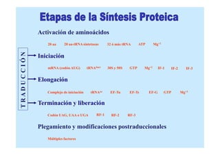 Activación de aminoácidos
                    20 aa     20 aa-tRNA sintetasas      32 ó más tRNA      ATP      Mg+2
TRAD U C CI ÓN




                 Iniciación
                    mRNA (codón AUG)         tRNAfmet    30S y 50S    GTP     Mg+2       IF-1   IF-2      IF-3


                 Elongación
                    Complejo de iniciación     tRNAaa     EF-Tu       EF-Ts       EF-G      GTP        Mg+2


                 Terminación y liberación
                    Codón UAG, UAA o UGA          RF-1     RF-2      RF-3


                 Plegamiento y modificaciones postraduccionales
                    Múltiples factores
 